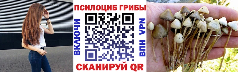площадка какой сайт наркошоп Киреевск Псилоцибиновые грибы прущие грибы